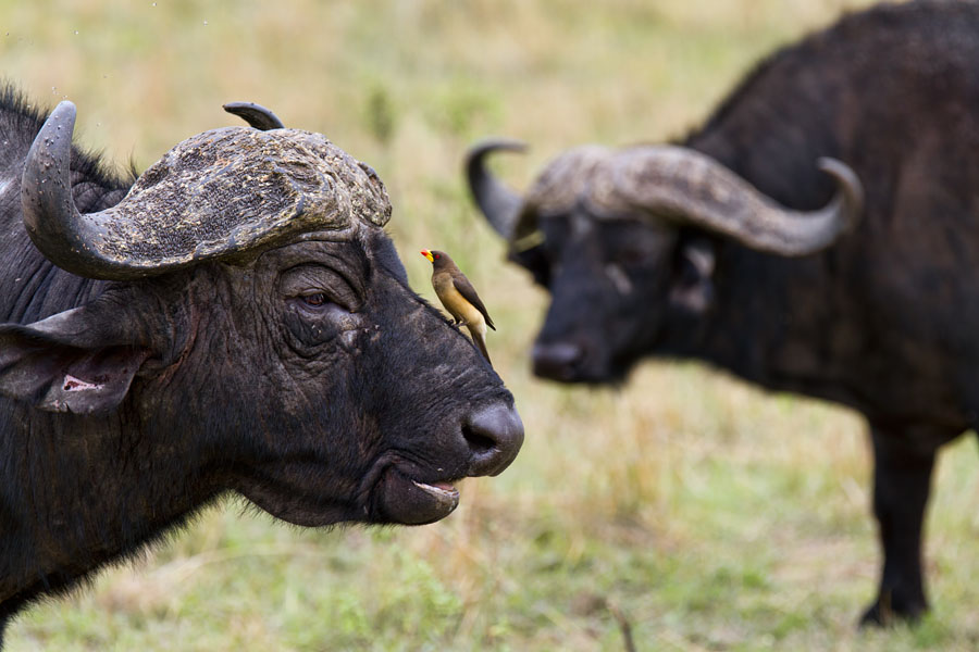  Buffalo with ox picker   Maasai Mara   Kenya
